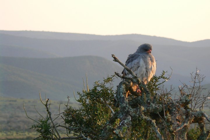 Addo Elephant National Park Tours from Port Elizabeth