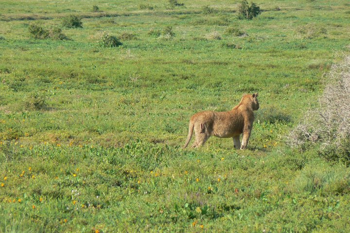 Addo Elephant National Park Tours from Port Elizabeth