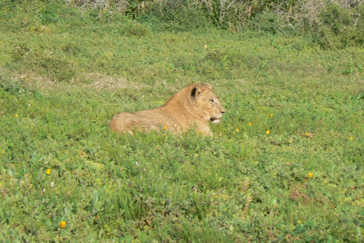 Addo Elephant National Park Tours from Port Elizabeth