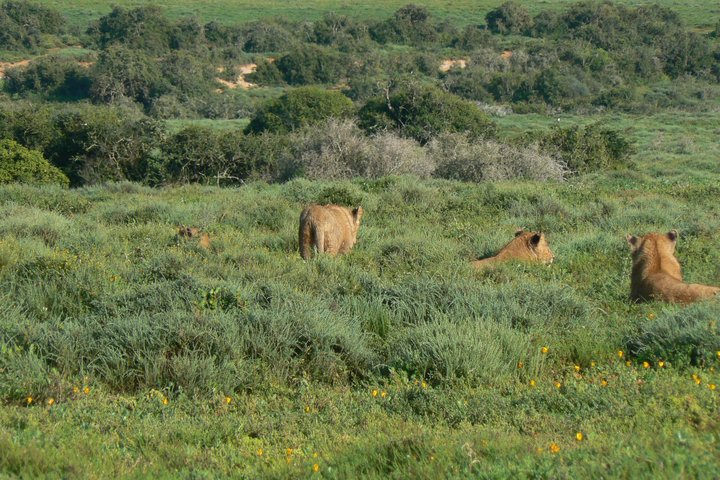Addo Elephant National Park Tours from Port Elizabeth