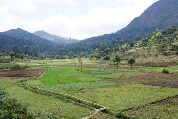 4-Day Guided Usambara Mountains Trek to Mtae