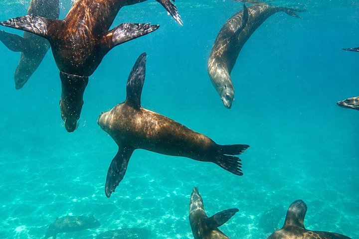 Isla Espiritu Santo, Balandra and Sea Lions All Inclusive