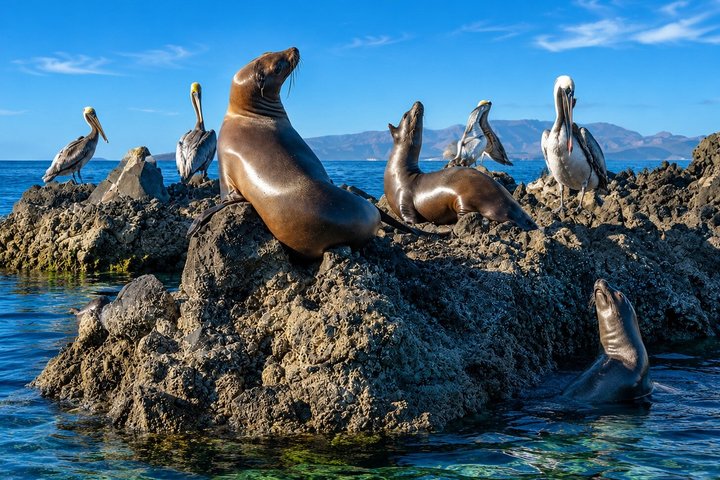 Isla Espiritu Santo, Balandra and Sea Lions All Inclusive