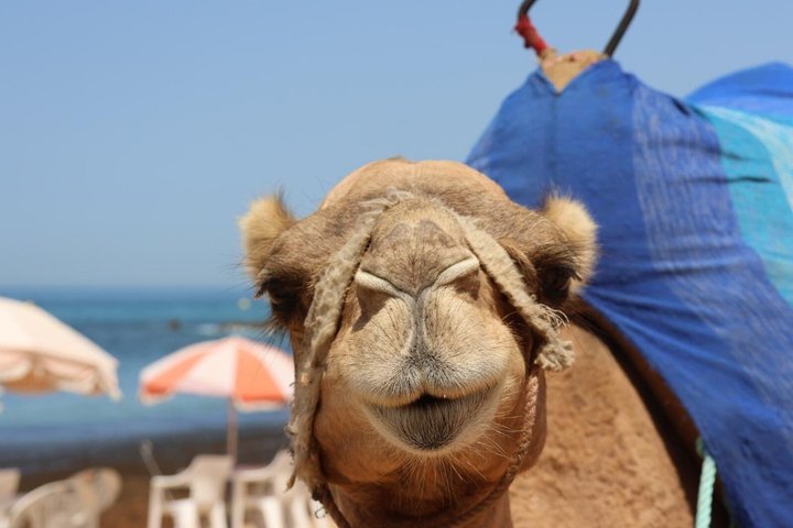 All inclusive Tangier Private day trip from Marbella or Malaga