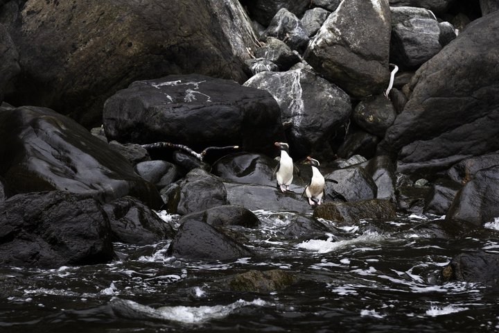 Milford Sound Cruise - RealNZ