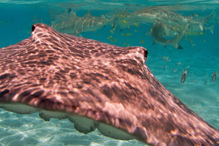 Full-Day Bora Bora Lagoon Cruise Including Snorkeling with Sharks and Stingrays