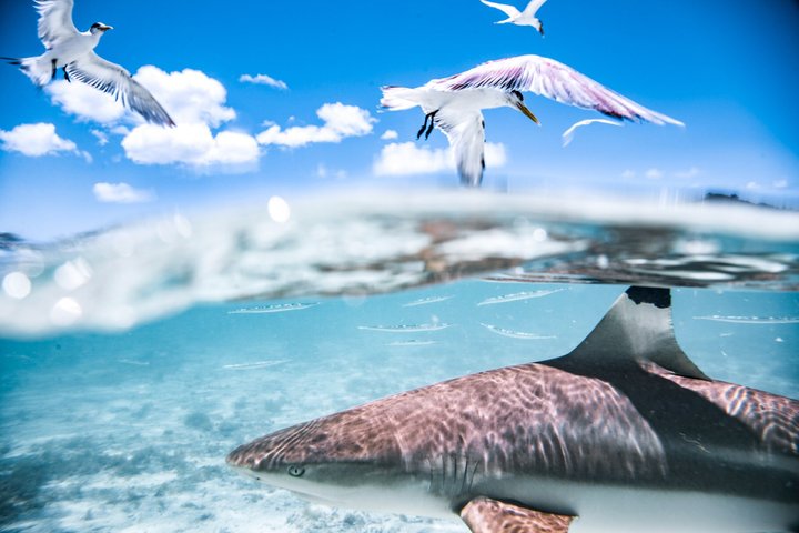 Full-Day Bora Bora Lagoon Cruise Including Snorkeling with Sharks and Stingrays