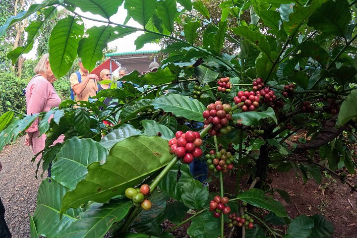 Buon Ma Thuot to Lak Coffee & Village with Scooter & Local Driver