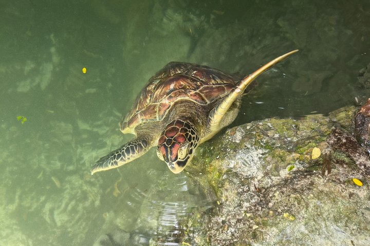Private Full Day Mnemba Island Snorkeling & Kendwa Beach