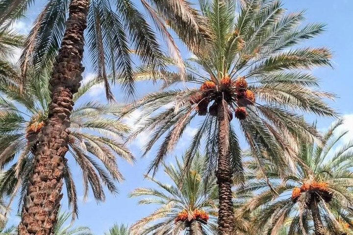 Shared Nizwa and Jebel Akhdar Tour from Muscat