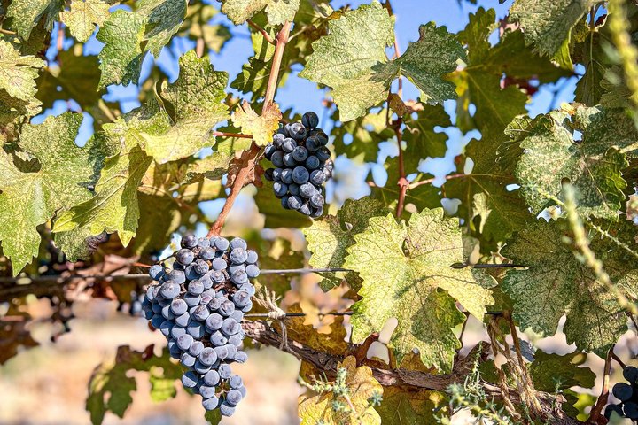 3-Day 2-Nignt Wine Taste Through China's Wine Region of Ningxia