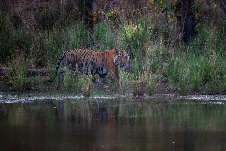 Same Day Trip to Ranthambore Tiger Safari from Jaipur