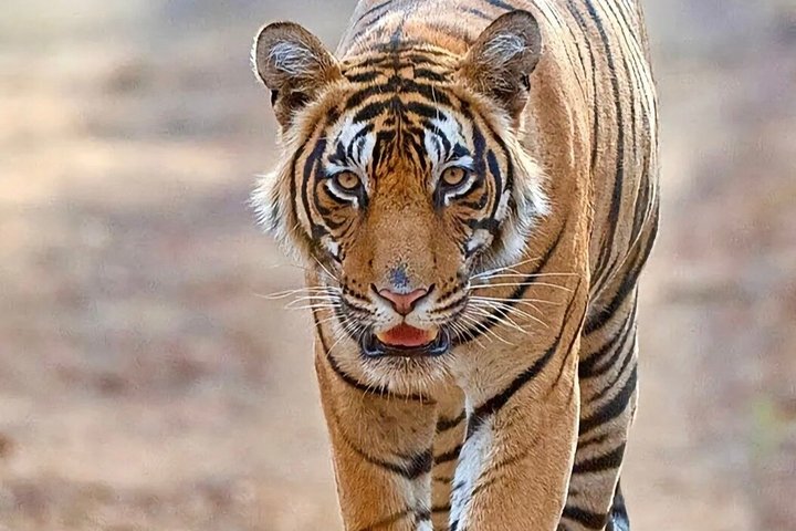Same Day Trip to Ranthambore Tiger Safari from Jaipur