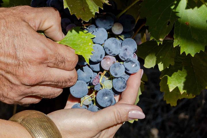 Wine Tasting at Quinta dos Novais in Douro Valley