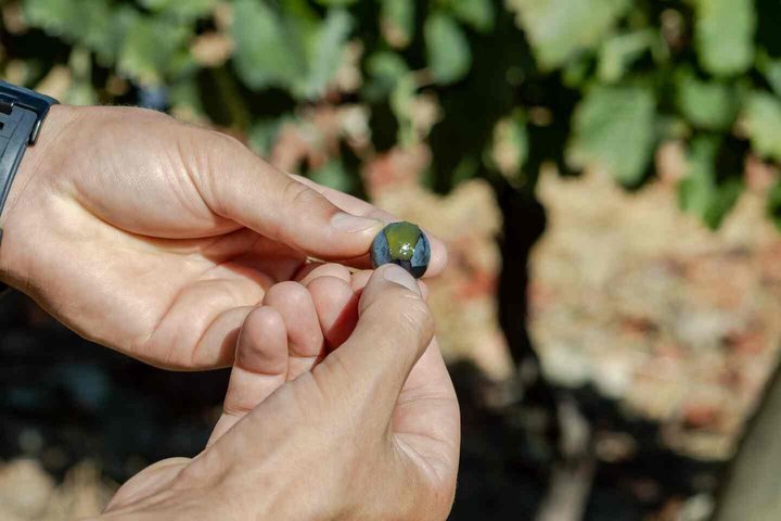 Wine Tasting at Quinta dos Novais in Douro Valley