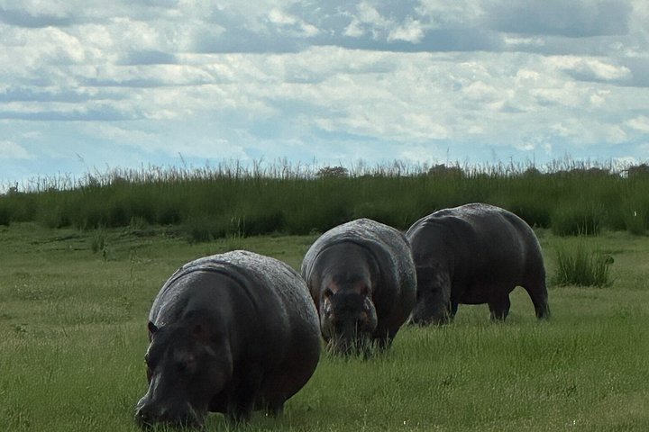 Chobe Full Day Safari in Chobe