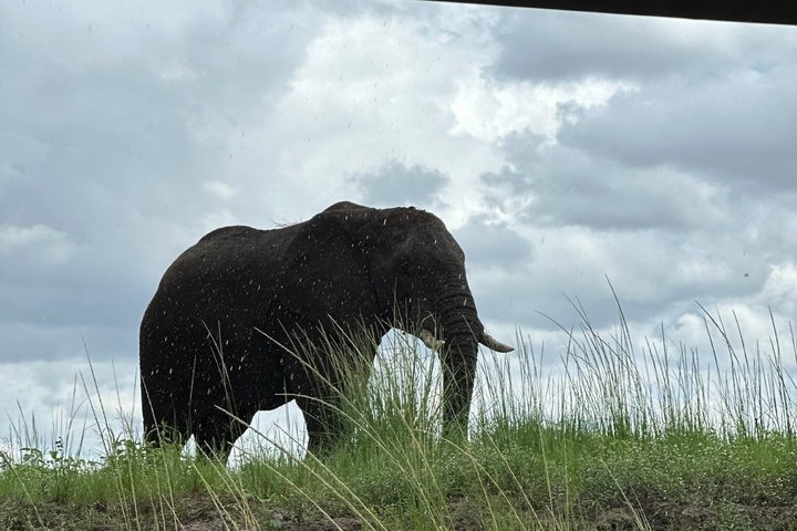 Chobe Full Day Safari in Chobe