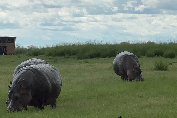 Chobe Full Day Safari in Chobe