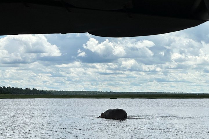 Chobe Full Day Safari in Chobe