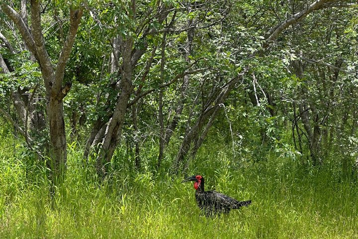 Chobe Full Day Safari in Chobe