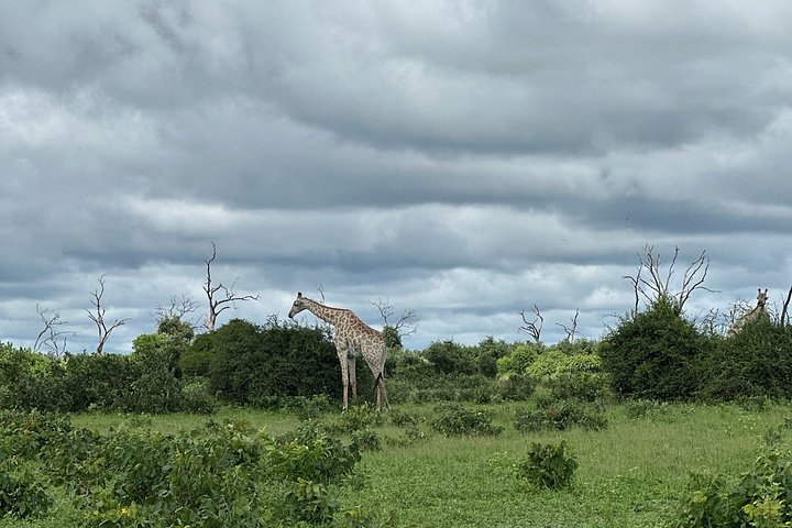 Chobe Full Day Safari in Chobe