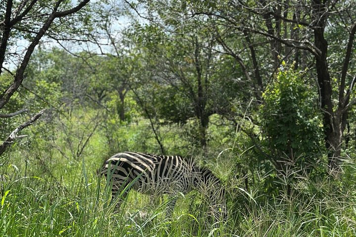 Chobe Full Day Safari in Chobe