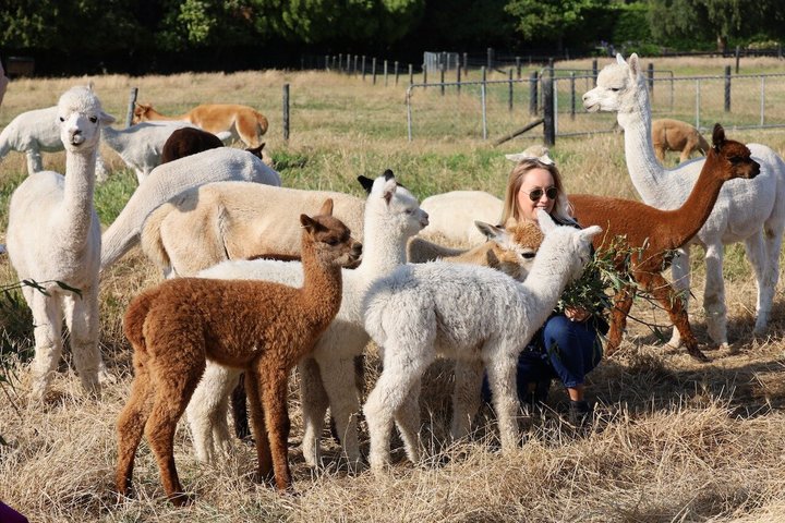 Christchurch Alpaca Farm Tour From Kaiapoi