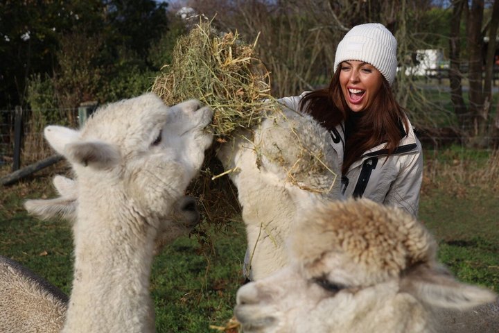 Christchurch Alpaca Farm Tour From Kaiapoi