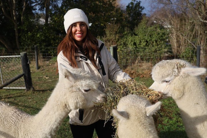 Christchurch Alpaca Farm Tour From Kaiapoi