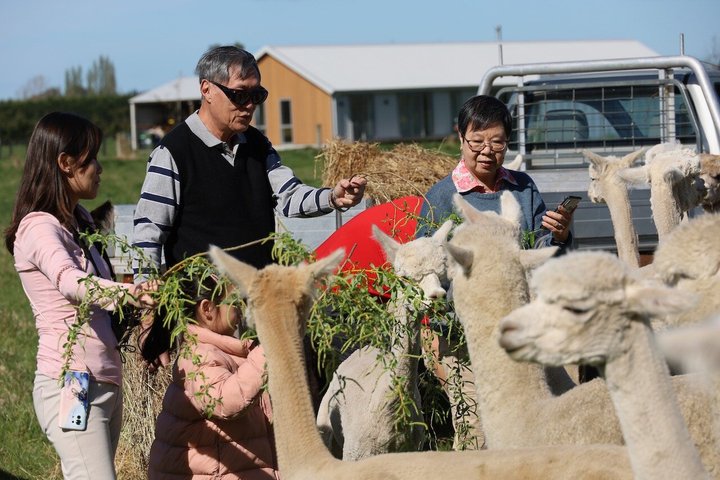 Christchurch Alpaca Farm Tour From Kaiapoi