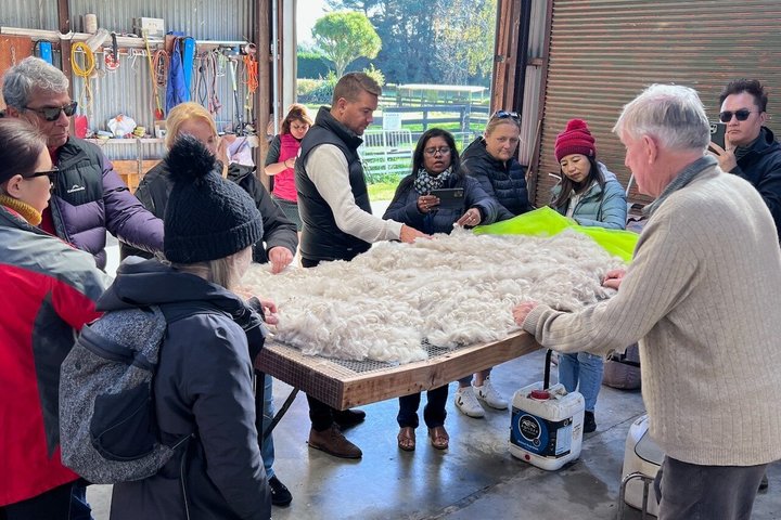 Christchurch Alpaca Farm Tour From Kaiapoi