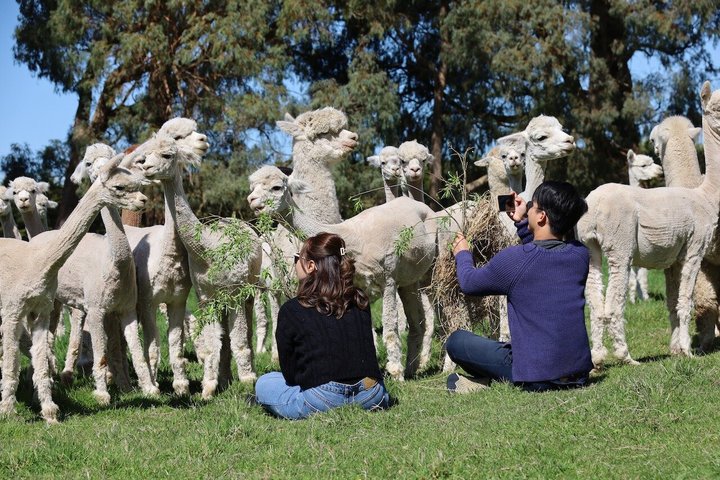 Christchurch Alpaca Farm Tour From Kaiapoi