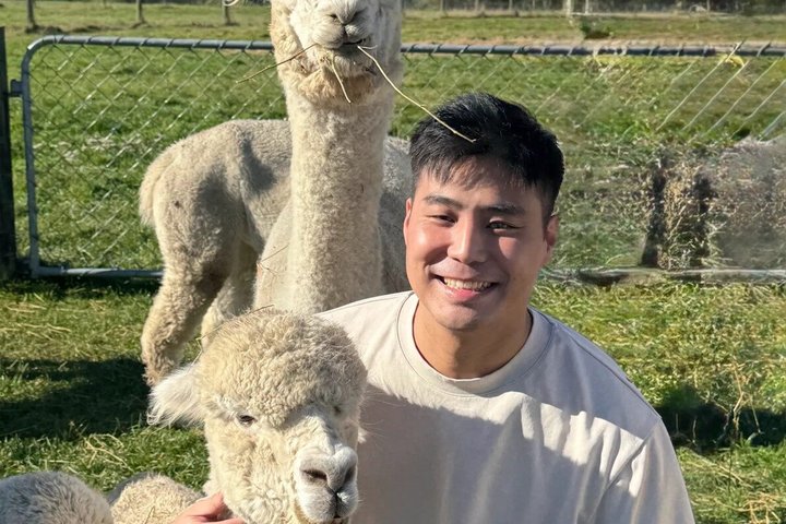 Christchurch Alpaca Farm Tour From Kaiapoi