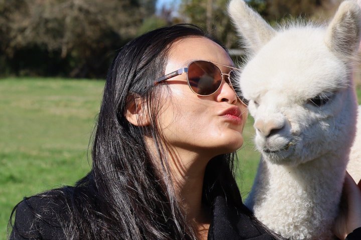 Christchurch Alpaca Farm Tour From Kaiapoi