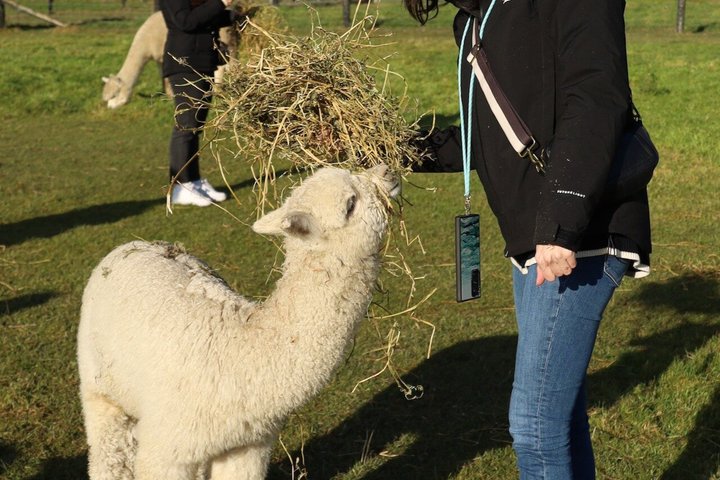 Christchurch Alpaca Farm Tour From Kaiapoi