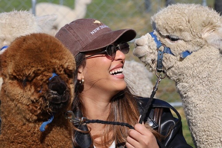 Christchurch Alpaca Farm Tour From Kaiapoi