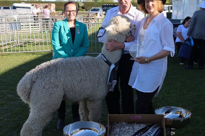 Christchurch Alpaca Farm Tour From Kaiapoi