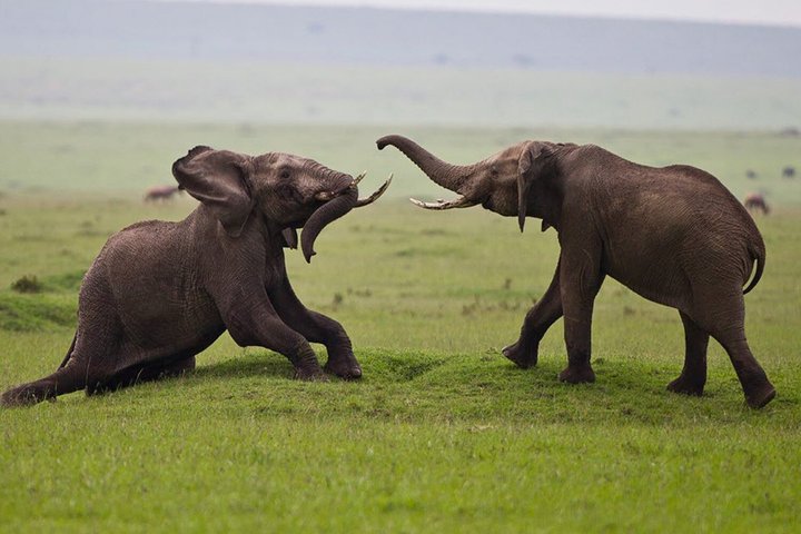 Full Day Game Drive in Serengeti National Park from Zanzibar