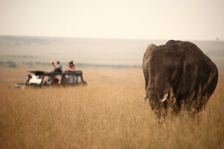 Full Day Game Drive in Serengeti National Park from Zanzibar