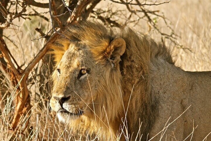 Full Day Game Drive in Serengeti National Park from Zanzibar