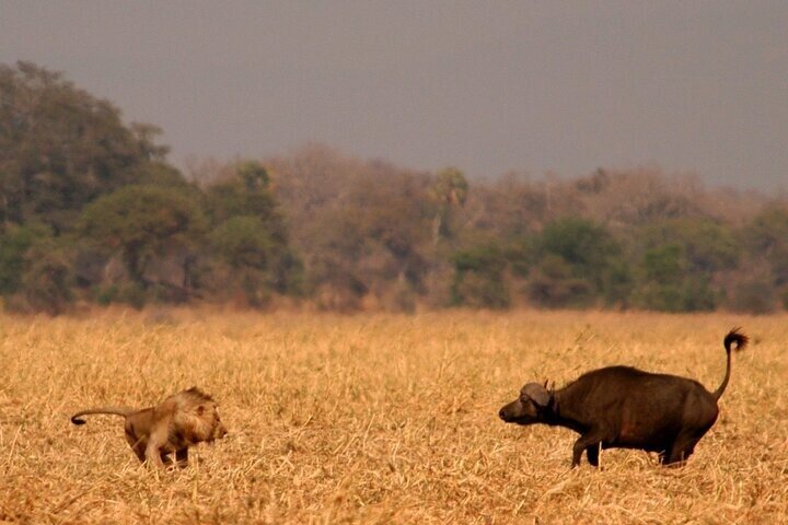 Full Day Game Drive in Serengeti National Park from Zanzibar
