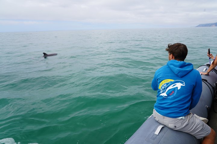 Observation of Dolphins in Setúbal