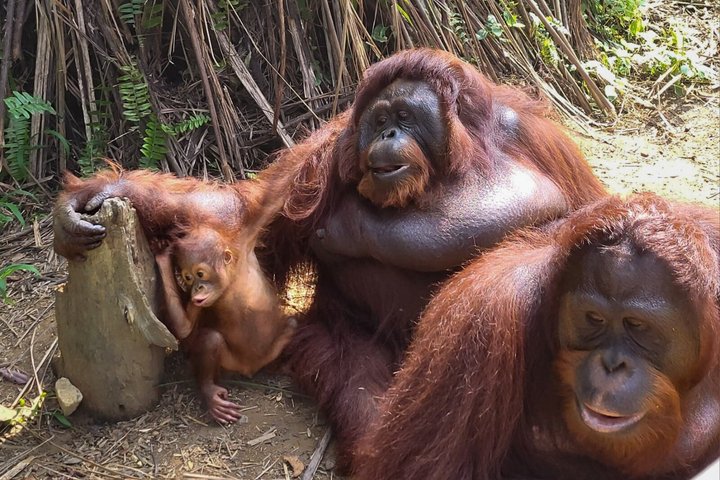 Orangutan (Orang Utan) Island Responsible Experience