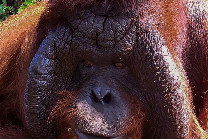Orangutan (Orang Utan) Island Responsible Experience