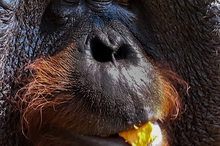 Orangutan (Orang Utan) Island Responsible Experience