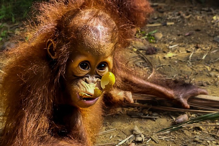Orangutan (Orang Utan) Island Responsible Experience