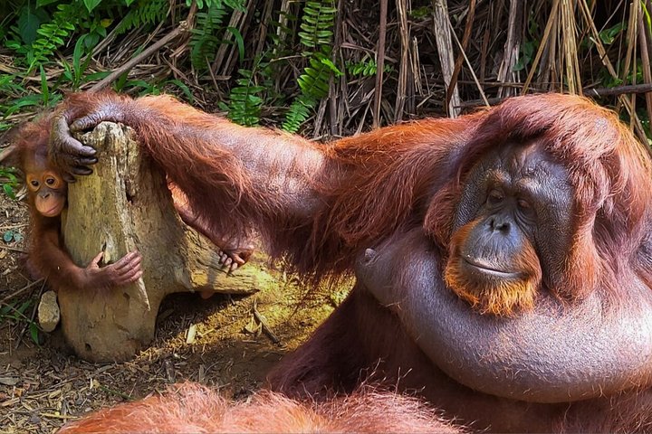 Orangutan (Orang Utan) Island Responsible Experience
