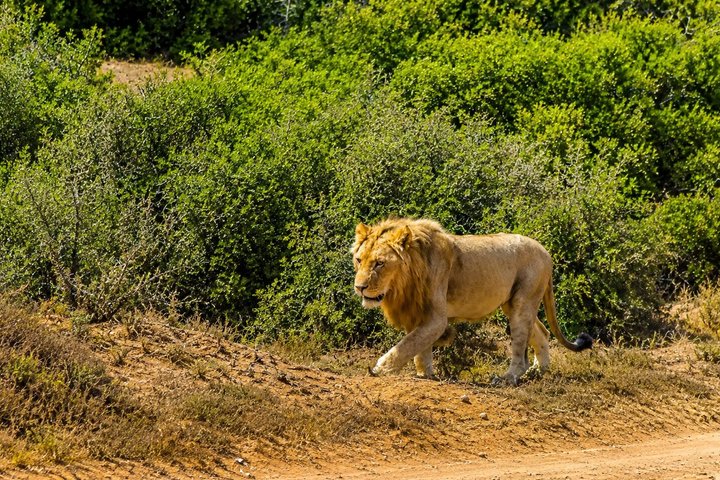 2 Day Schotia Safari Tour in Port Elizabeth