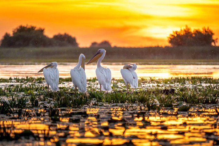 Danube Delta Experience: Wildlife Tour from Tulcea