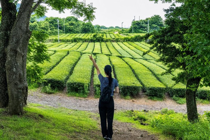 Jeju Island Private Taxi Tour : 2 Full days